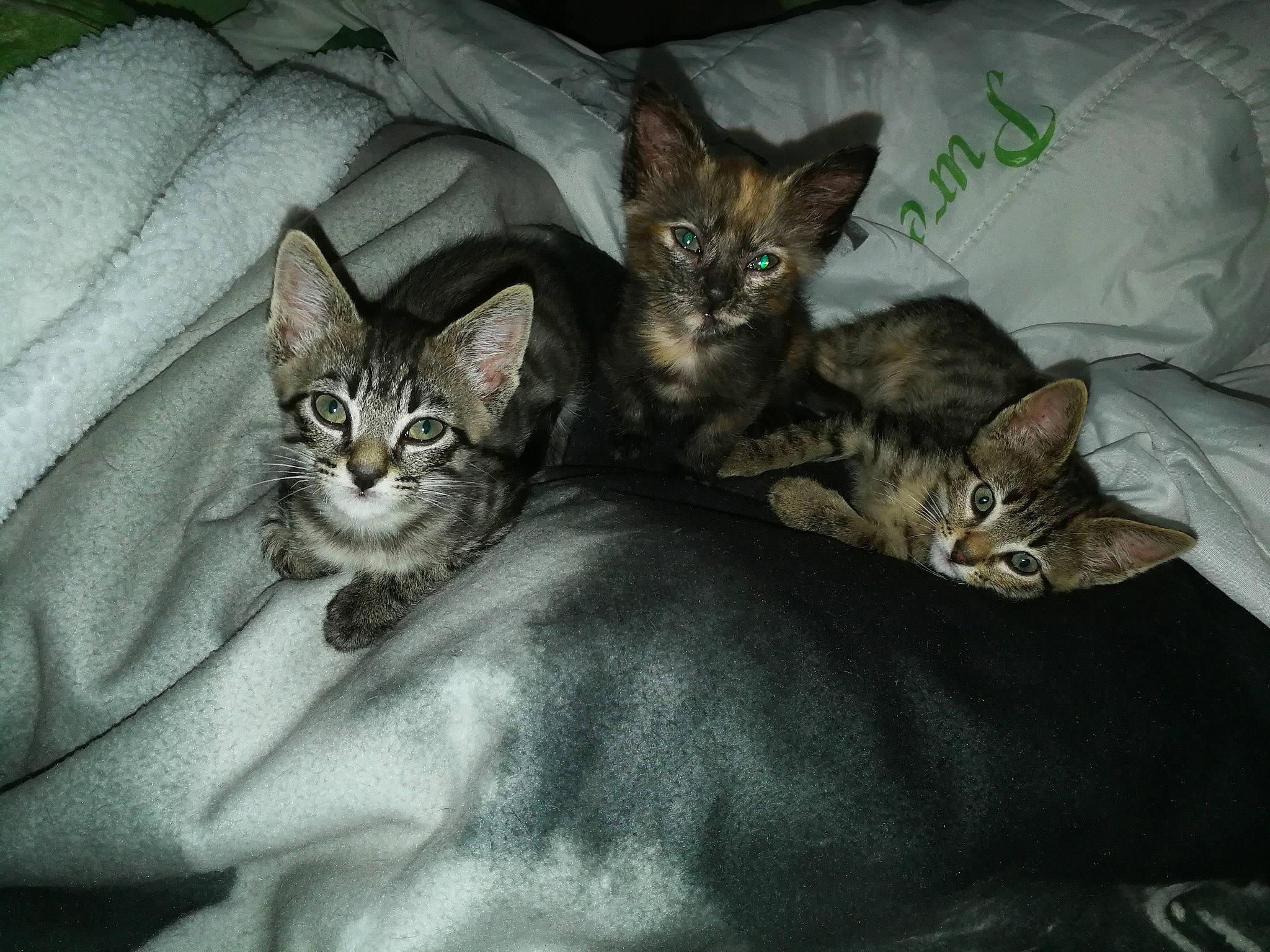 Mousquetaires a rejoint le concours — aidez-le/la à gagner de superbes lots ! american_shorthair, asian, bengal, carnivore, cat, domestic_short_haired_cat, dragon_li, egyptian_mau, european_shorthair, felidae, kitten, mammal, ocicat, oriental_longhair, pixie_bob, small_to_medium_sized_cats, sokoke, tabby_cat, vertebrate, whiskers