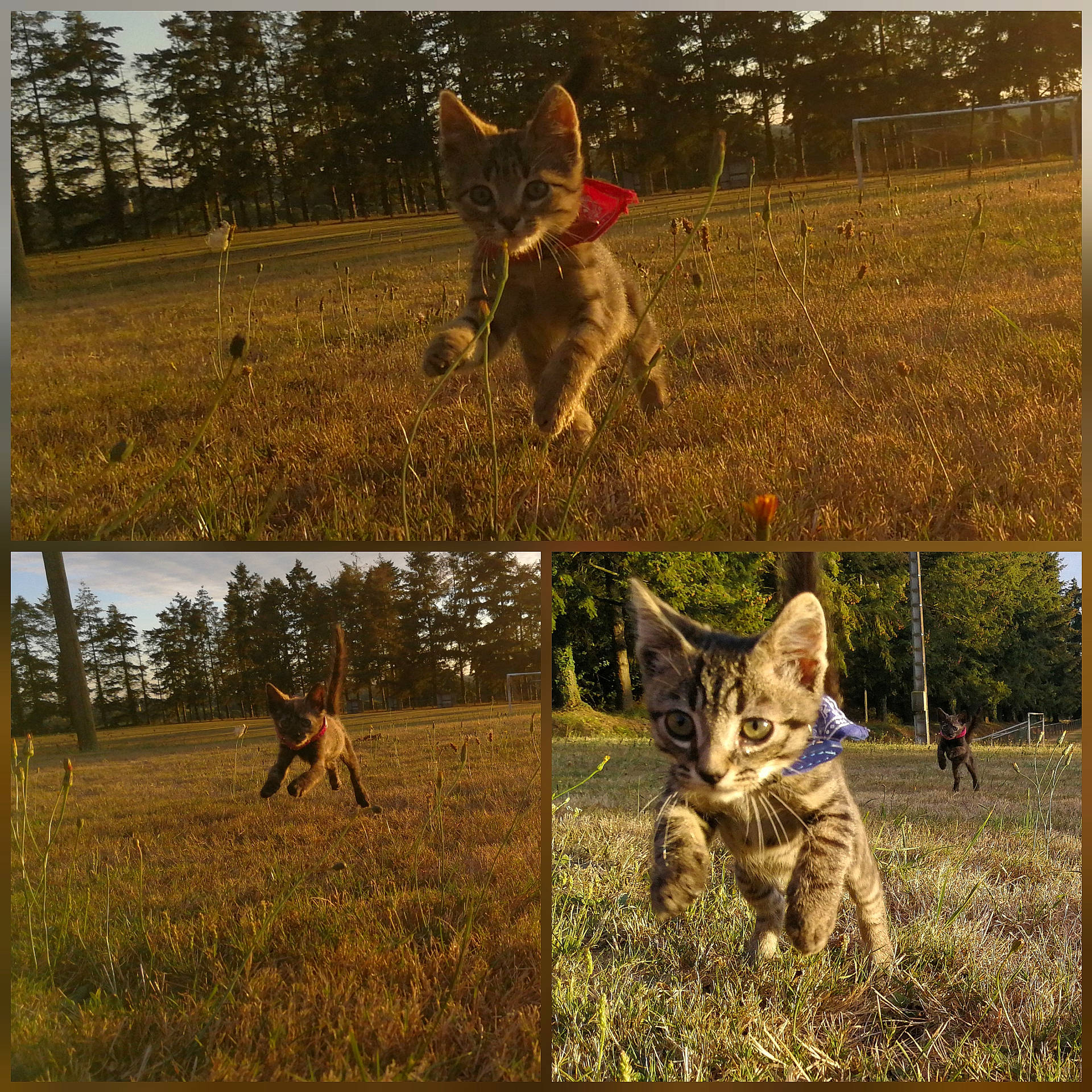 Mousquetaires participe au concours pour gagner de l'argent avec cette photo : canidae, carnivore, dog, dog_breed, fawn, field_trial, hunting_dog, sporting_group, wildlife