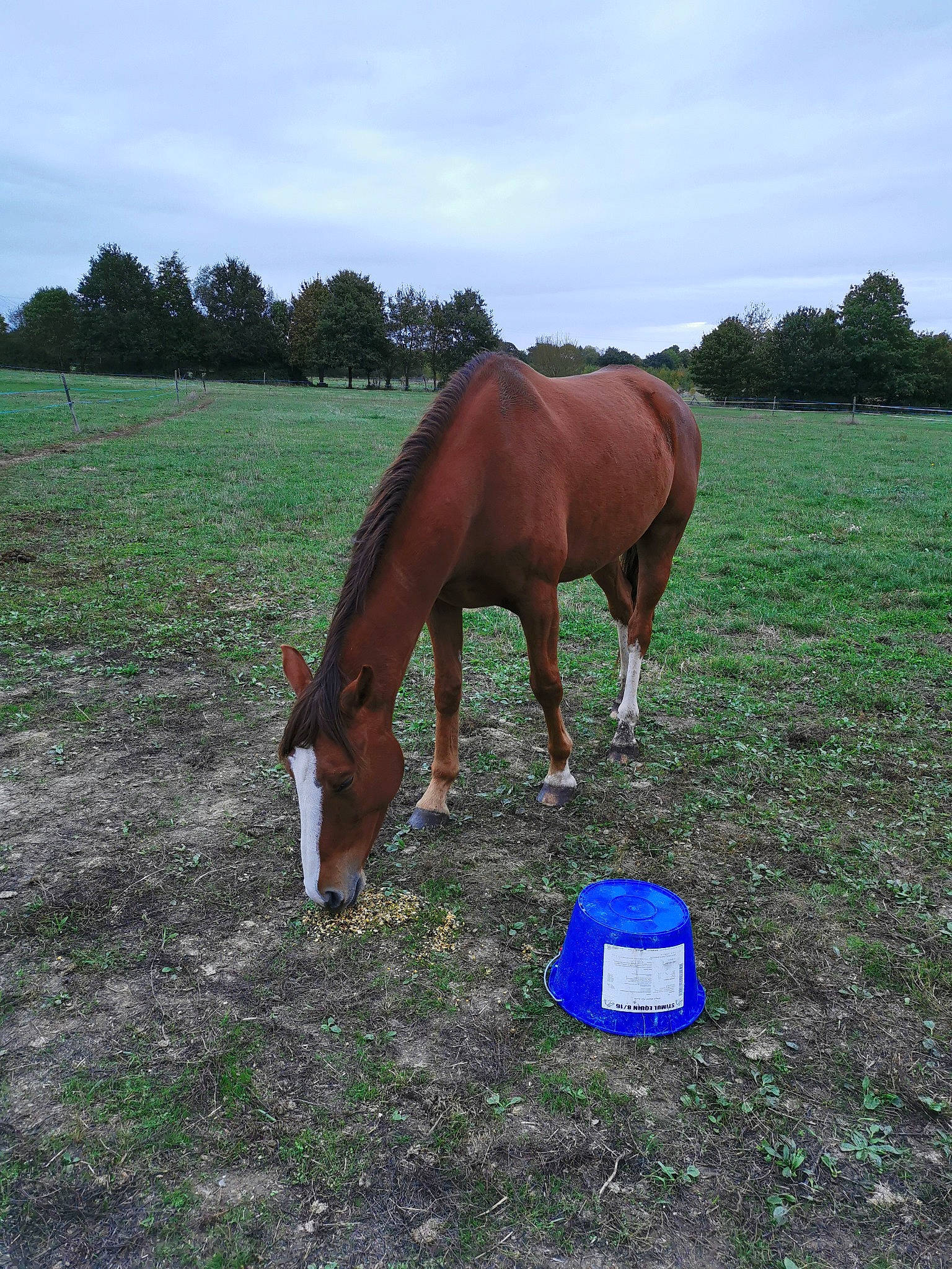 Falco a rejoint le concours — aidez-le/la à gagner de superbes lots ! ecoregion, farm, field, foal, grass, grassland, grazing, horse, landscape, livestock, mane, mare, mustang_horse, organism, pasture, rural_area, sky, sorrel, stallion, steppe