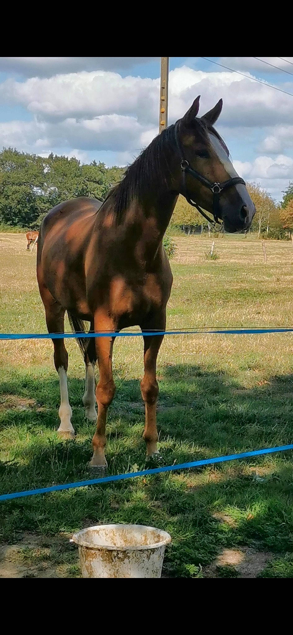 Falco a rejoint le concours — aidez-le/la à gagner de superbes lots ! colt, farm, grassland, horse, landscape, liver, livestock, mammal, mane, mare, meadow, mustang_horse, pasture, ranch, snout, sorrel, stallion, vertebrate, wildlife
