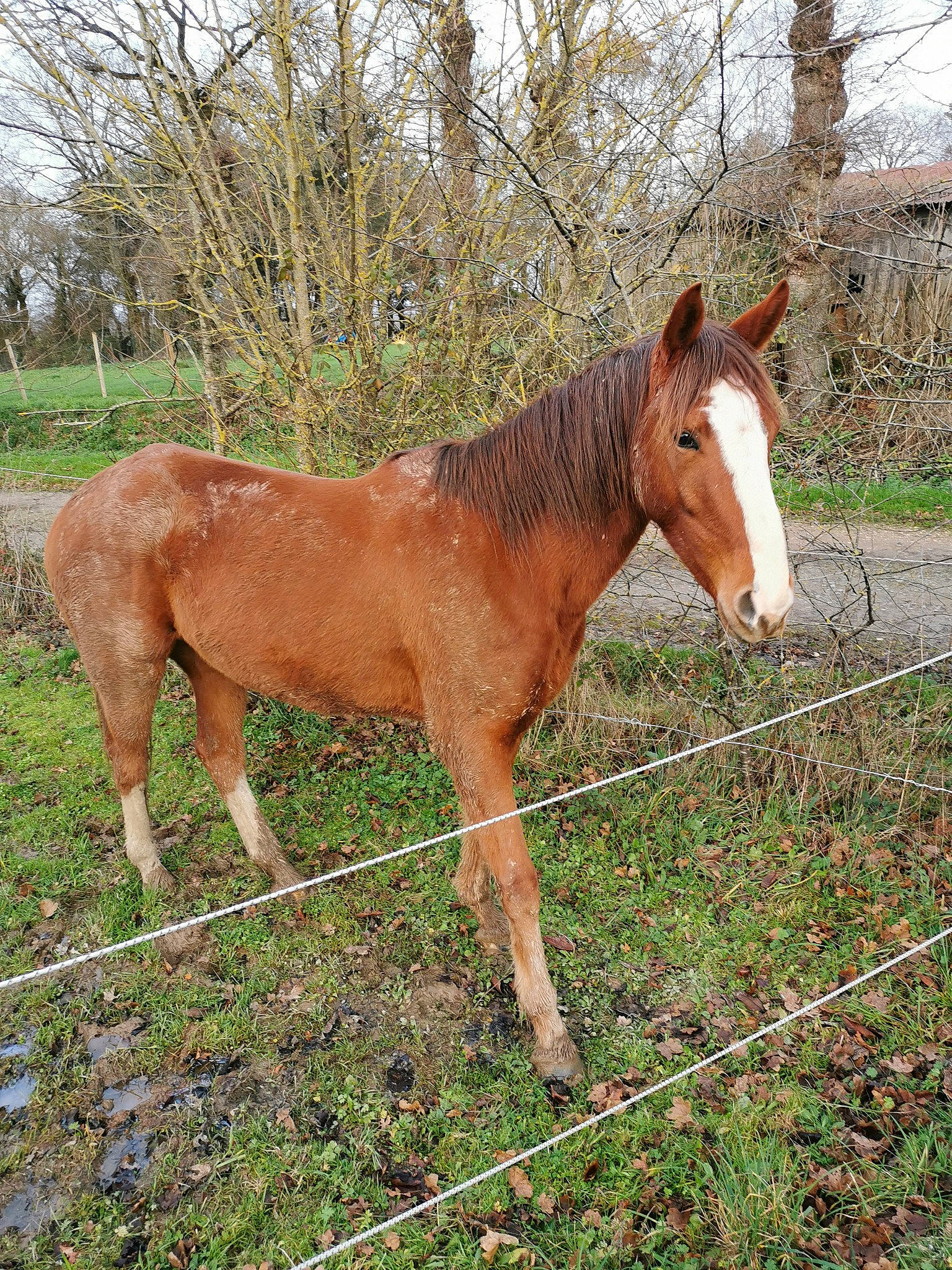 Falco a rejoint le concours — aidez-le/la à gagner de superbes lots ! colt, farm, fawn, foal, horse, liver, livestock, mammal, mane, mare, mustang_horse, pack_animal, pasture, rural_area, snout, sorrel, stallion, terrestrial_animal, vertebrate, wildlife