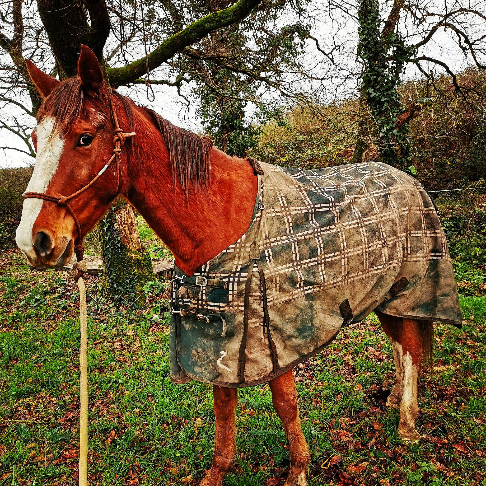 Falco a rejoint le concours — aidez-le/la à gagner de superbes lots ! bridle, burro, fawn, horse, livestock, mare, pack_animal, pasture, plant, snout, sorrel, tree, wildlife, wood