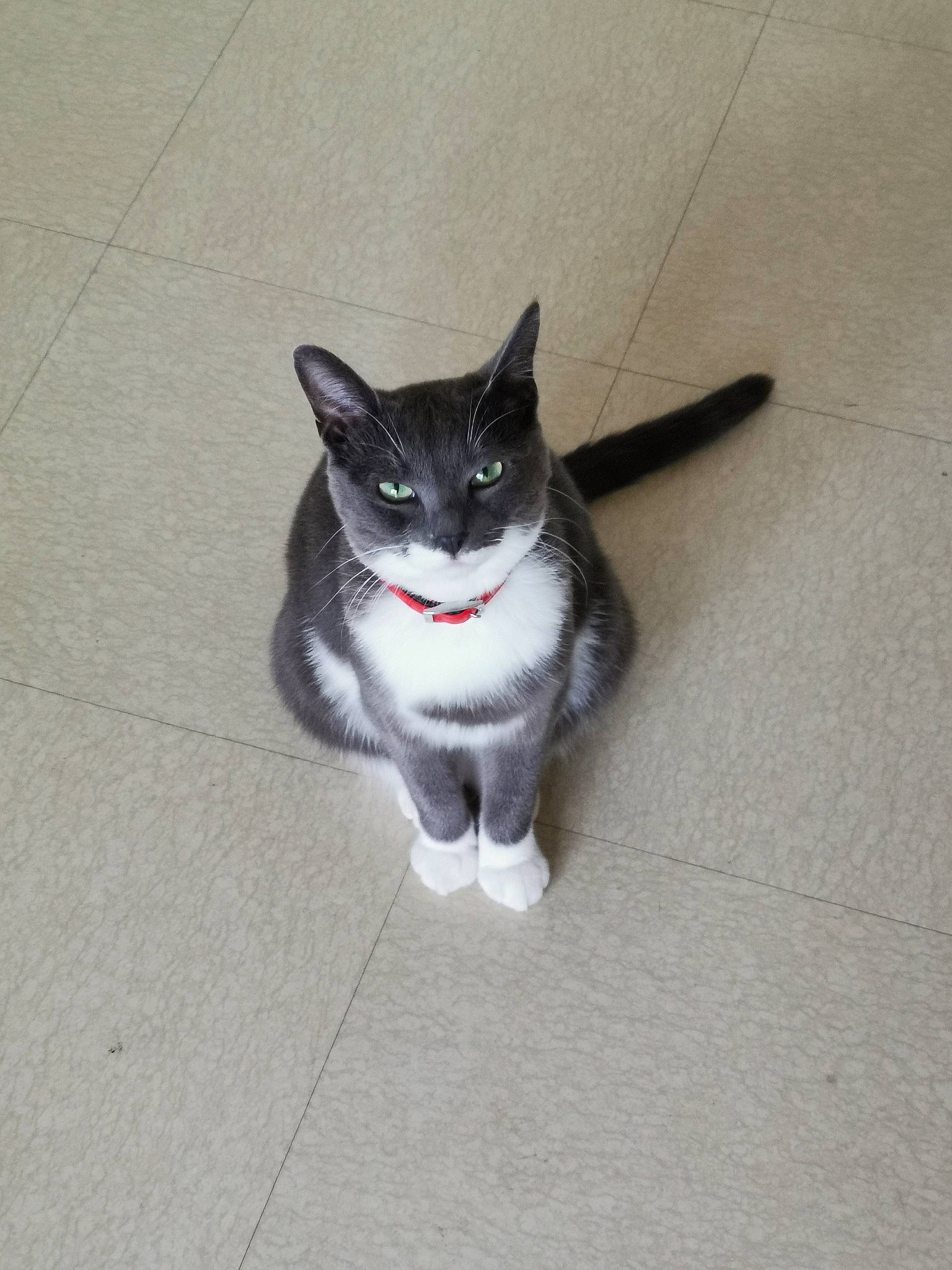 Oana a rejoint le concours — aidez-le/la à gagner de superbes lots ! aegean_cat, black_and_white, carnivore, cat, domestic_short_haired_cat, european_shorthair, eye, felidae, floor, fur, kitten, mammal, polydactyl_cat, small_to_medium_sized_cats, snout, tail, tile, whiskers