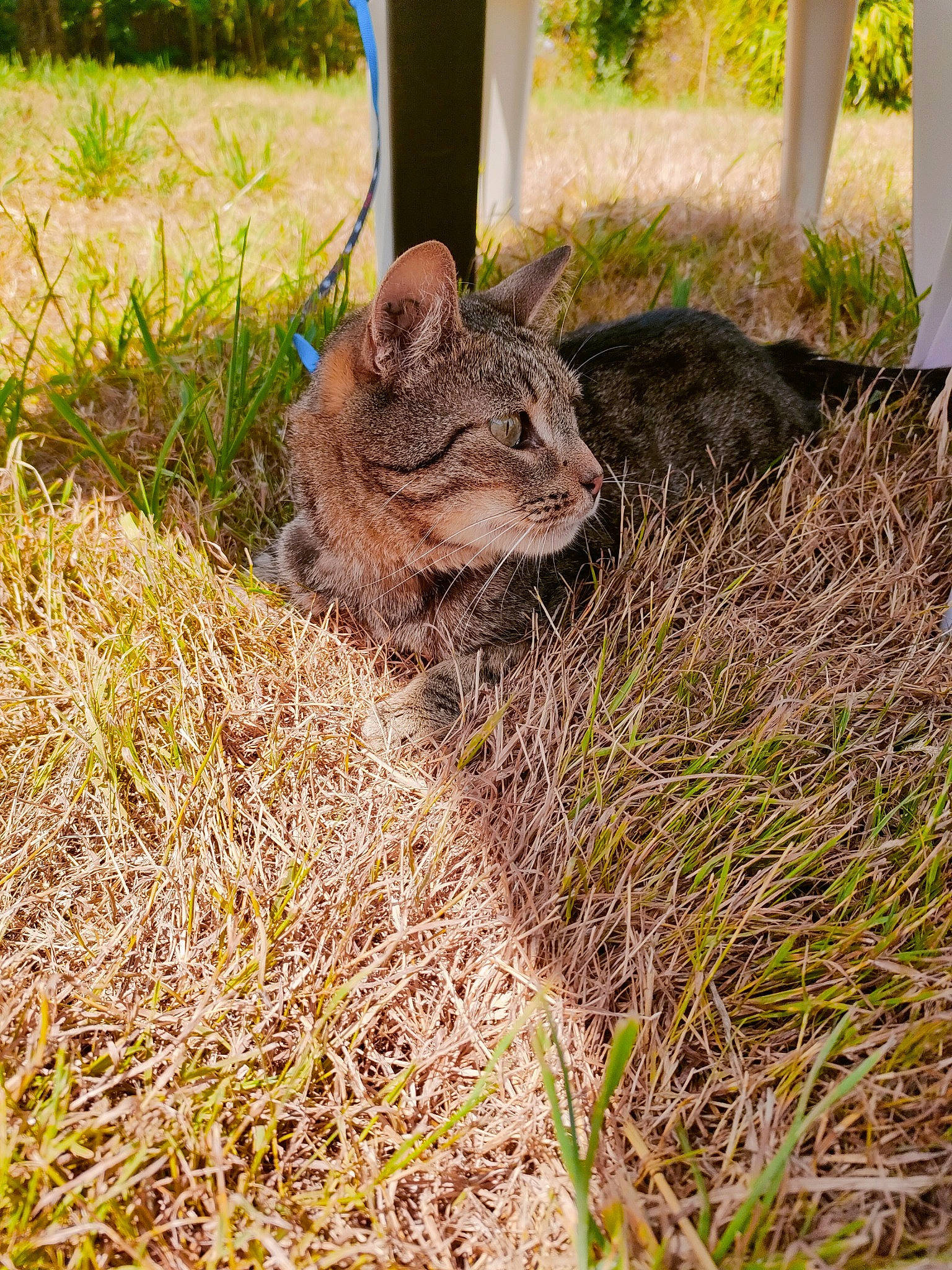 Oskar a rejoint le concours — aidez-le/la à gagner de superbes lots ! fawn, felidae, fur, grass, grass_family, ground_squirrels, groundcover, hare, plant, rabbit, rabbits_and_hares, rodent, small_to_medium_sized_cats, snout, soil, squirrel, tail, terrestrial_animal, whiskers, wood