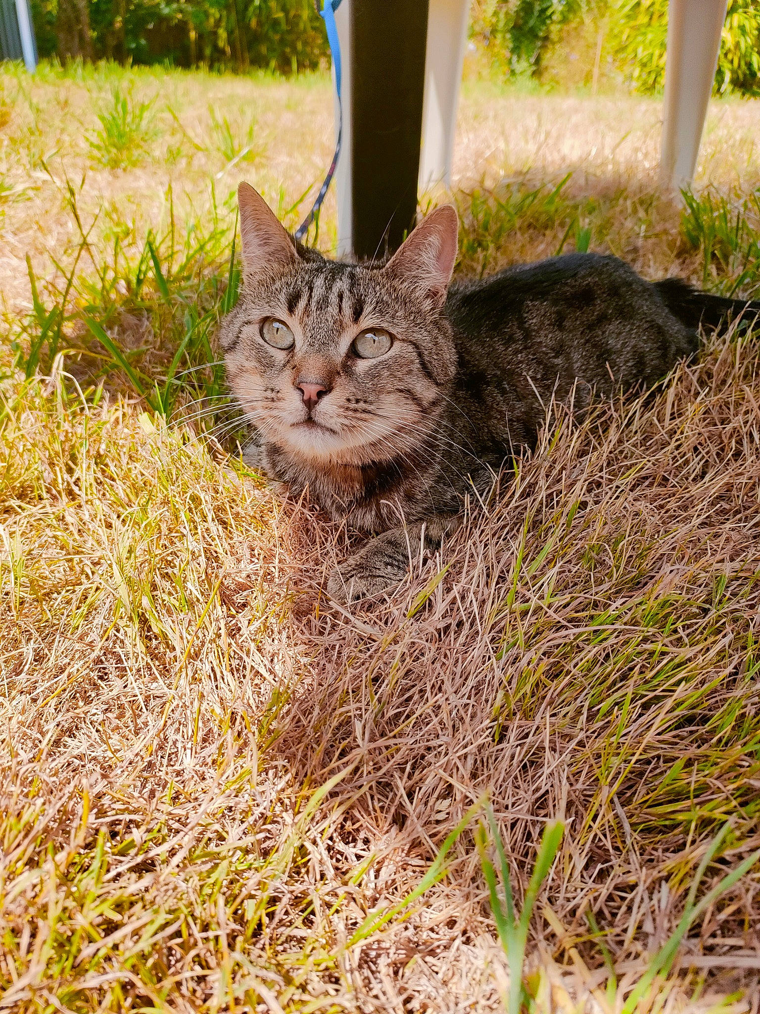 Oskar participe au concours pour gagner de l'argent avec cette photo : bombay, carnivore, cat, domestic_short_haired_cat, eye, fawn, felidae, fur, grass, groundcover, plant, small_to_medium_sized_cats, snout, soil, tail, terrestrial_animal, tree, whiskers, wildlife, wood