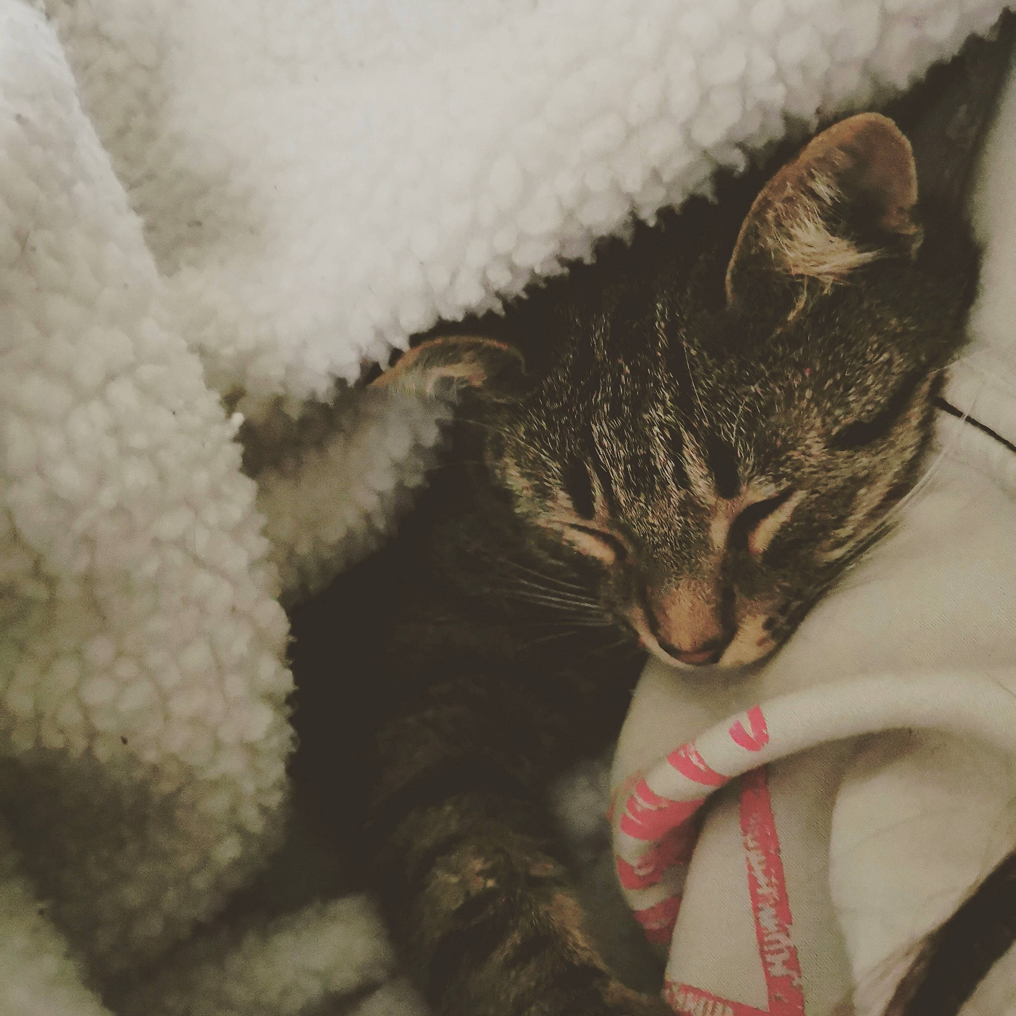 Oscar participe au concours pour gagner de l'argent avec cette photo : american_wirehair, asian, california_spangled, carnivore, cat, domestic_short_haired_cat, dragon_li, european_shorthair, eye, felidae, fur, german_rex, kitten, nose, paw, polydactyl_cat, small_to_medium_sized_cats, snout, tabby_cat, whiskers