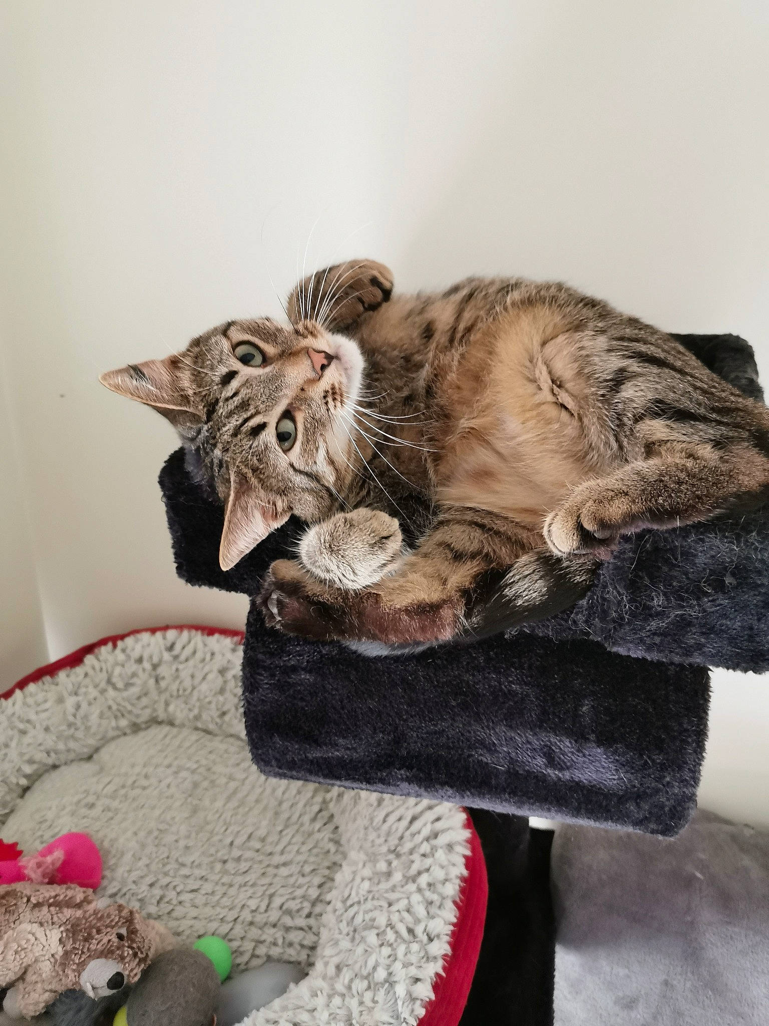 Oscar a rejoint le concours — aidez-le/la à gagner de superbes lots ! american_shorthair, asian, carnivore, cat, comfort, domestic_short_haired_cat, dragon_li, ear, european_shorthair, felidae, fur, kitten, mammal, norwegian_forest_cat, ocicat, pixie_bob, small_to_medium_sized_cats, tabby_cat, whiskers