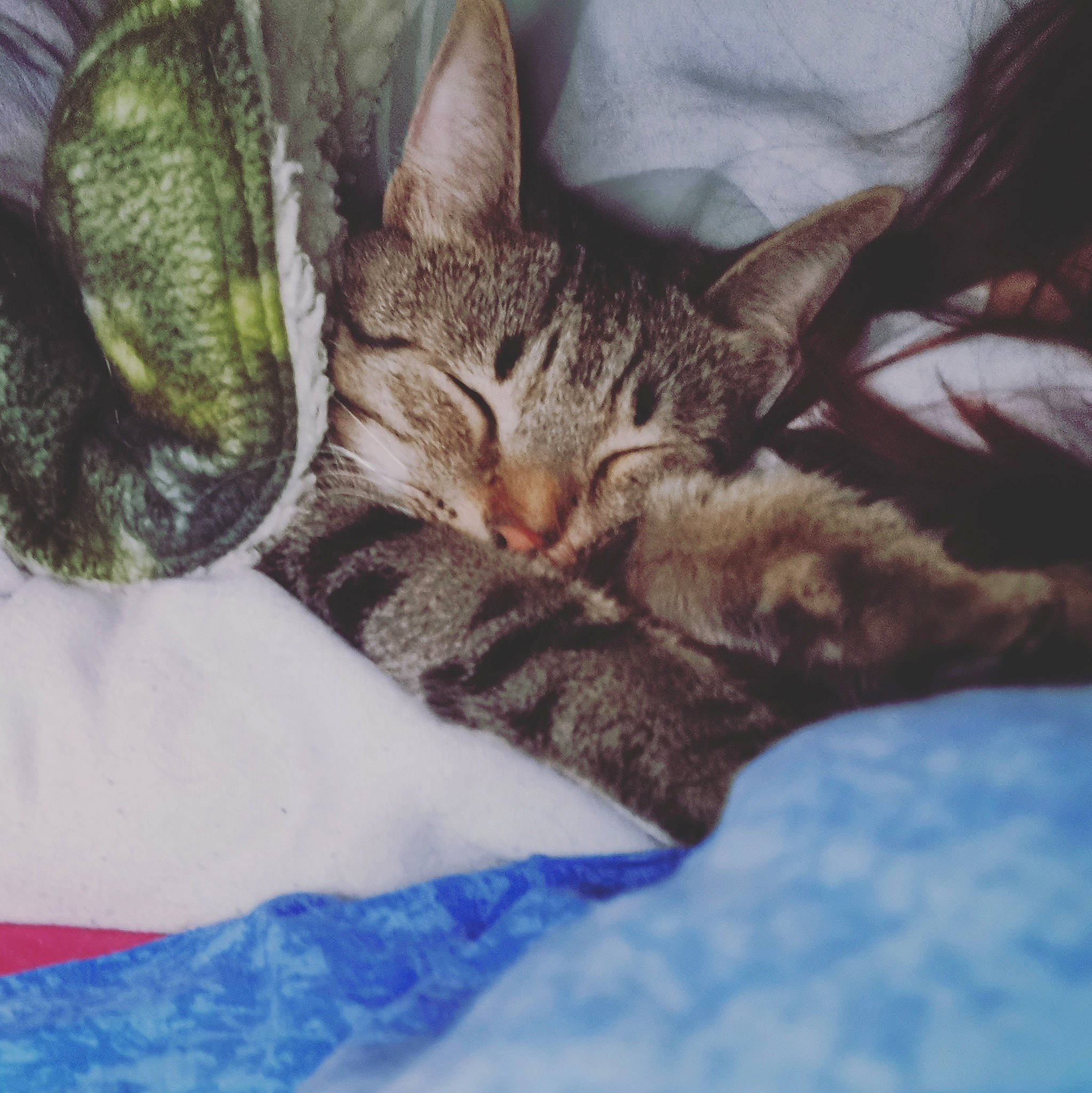 Oscar a rejoint le concours — aidez-le/la à gagner de superbes lots ! aegean_cat, american_shorthair, asian, california_spangled, carnivore, cat, domestic_short_haired_cat, dragon_li, egyptian_mau, european_shorthair, felidae, kitten, nap, ocicat, sky, sleep, small_to_medium_sized_cats, tabby_cat, tree, whiskers