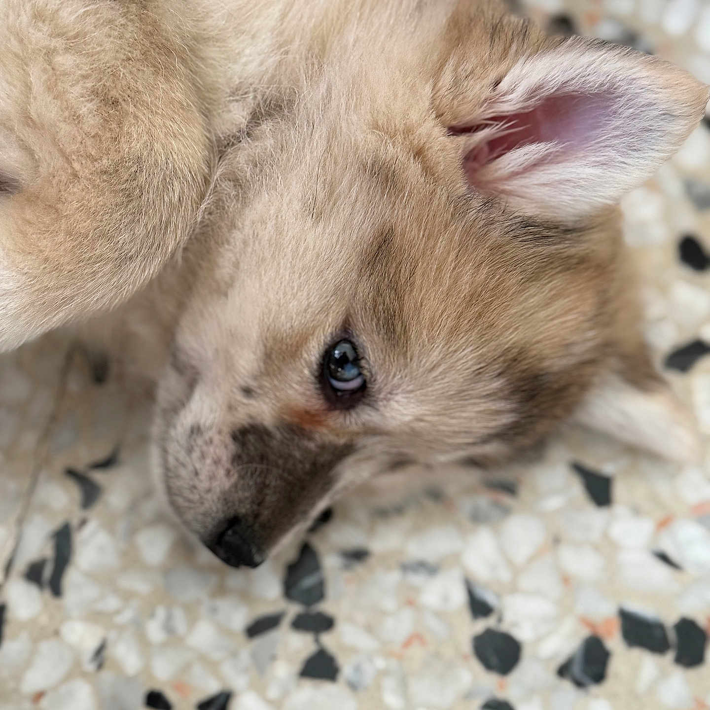 Nala a rejoint le concours — aidez-le/la à gagner de superbes lots ! animal, canine, cat, cockerspaniel, coyote, dog, eskimodog, fox, goldenretriever, greyfox, husky, kitfox, kitten, papillon, pet, puppy, redwolf, snout, whitedog, wolf