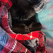 Panther joined the competition — help win amazing prizes! cat, black_cat, sleeping, cozy, blanket, blankets, curled_up, indoor, pet, furry, whiskers, paws, ears, relaxed, nap, snuggled, textile, colorful, close_up, portrait