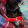 cat, black_cat, sleeping, cozy, blanket, blankets, curled_up, indoor, pet, furry, whiskers, paws, ears, relaxed, nap, snuggled, textile, colorful, close_up, portrait