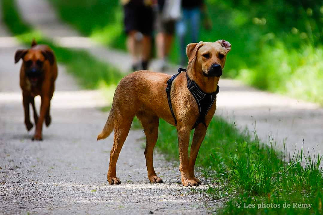 Kyra participe au concours pour gagner de l'argent avec cette photo : animal_sports, canidae, carnivore, collar, companion_dog, dog, dog_breed, dog_collar, dog_sports, dog_supply, fawn, leash, liver, pet_supply, snout, sporting_group, sports, street_fashion, tail, working_animal