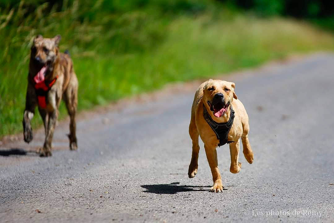 Kyra a rejoint le concours — aidez-le/la à gagner de superbes lots ! adventure, asphalt, carnivore, collar, companion_dog, dog, dog_breed, fawn, guard_dog, paw, retriever, road, road_surface, snout, sporting_group, street_dog, tail, terrestrial_animal, working_animal, working_dog