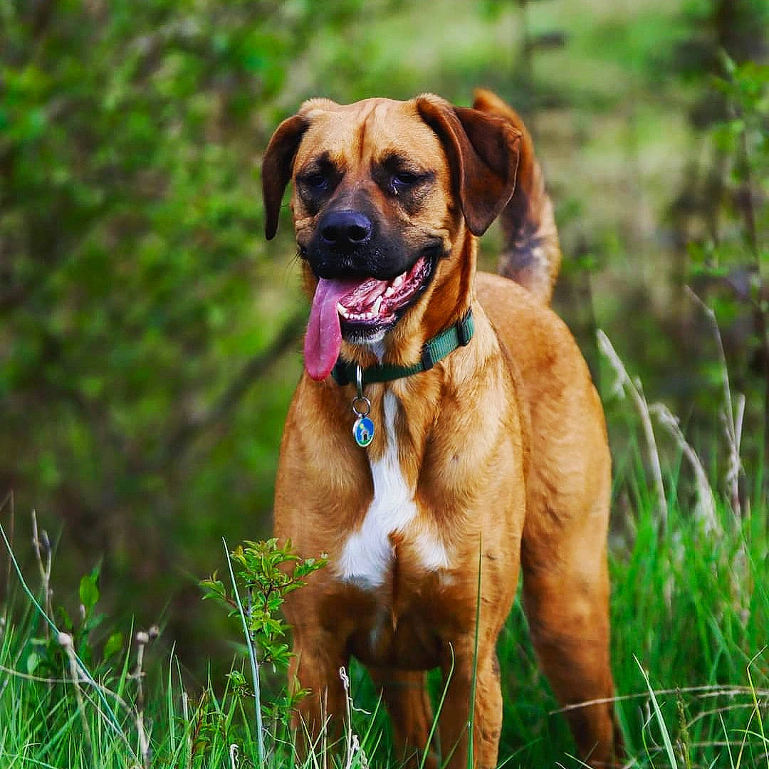 Orion a rejoint le concours — aidez-le/la à gagner de superbes lots ! ancient_dog_breeds, canidae, carnivore, collar, companion_dog, dog, dog_breed, dog_collar, fawn, grass, grassland, liver, plant, snout, sporting_group, terrestrial_animal, wildlife, working_animal, working_dog, wrinkle