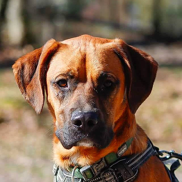 Orion a rejoint le concours — aidez-le/la à gagner de superbes lots ! ancient_dog_breeds, canidae, carnivore, collar, companion_dog, dog, dog_breed, dog_collar, fawn, hunting_dog, pet_supply, plant, snout, sporting_group, whiskers, working_animal, working_dog