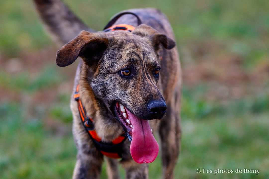 Atlas a rejoint le concours — aidez-le/la à gagner de superbes lots ! canidae, carnivore, cimarron_uruguayo, collar, companion_dog, dog, dog_breed, dog_collar, fawn, grass, guard_dog, herding_dog, snout, sporting_group, terrestrial_animal, whiskers, working_animal, working_dog