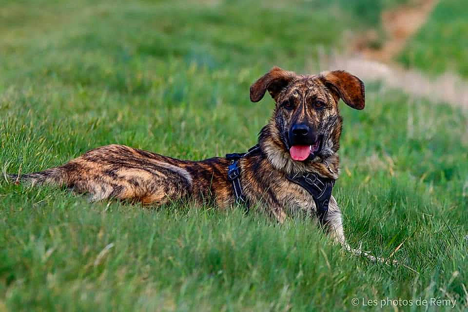 Atlas a rejoint le concours — aidez-le/la à gagner de superbes lots ! biting, canidae, carnivore, collar, companion_dog, dog, dog_breed, dog_collar, fawn, grass, grassland, guard_dog, hunting_dog, snout, sporting_group, tail, terrestrial_animal, wildlife, working_animal, working_dog