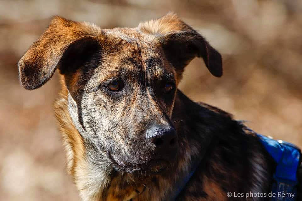 Atlas participe au concours pour gagner de l'argent avec cette photo : ancient_dog_breeds, canidae, carnivore, companion_dog, dog, dog_breed, dog_collar, fawn, fur, hunting_dog, plant, snout, sporting_group, street_dog, terrestrial_animal, whiskers, working_animal, working_dog