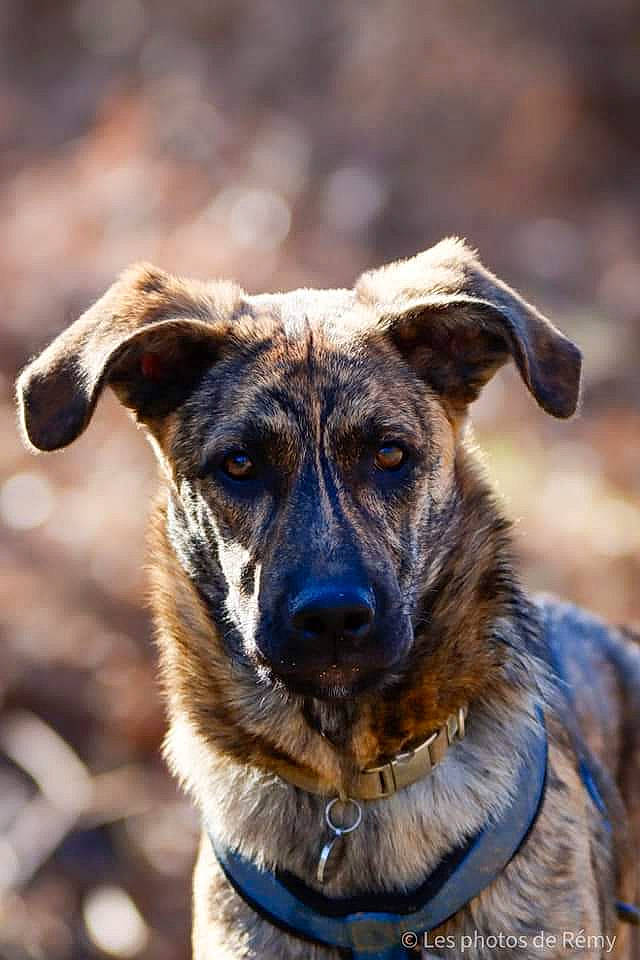 Atlas participe au concours pour gagner de l'argent avec cette photo : canidae, carnivore, collar, companion_dog, dog, dog_breed, dog_collar, eye, fawn, fur, head, human_body, iris, plant, snout, sporting_group, terrestrial_animal, tree, whiskers, working_animal