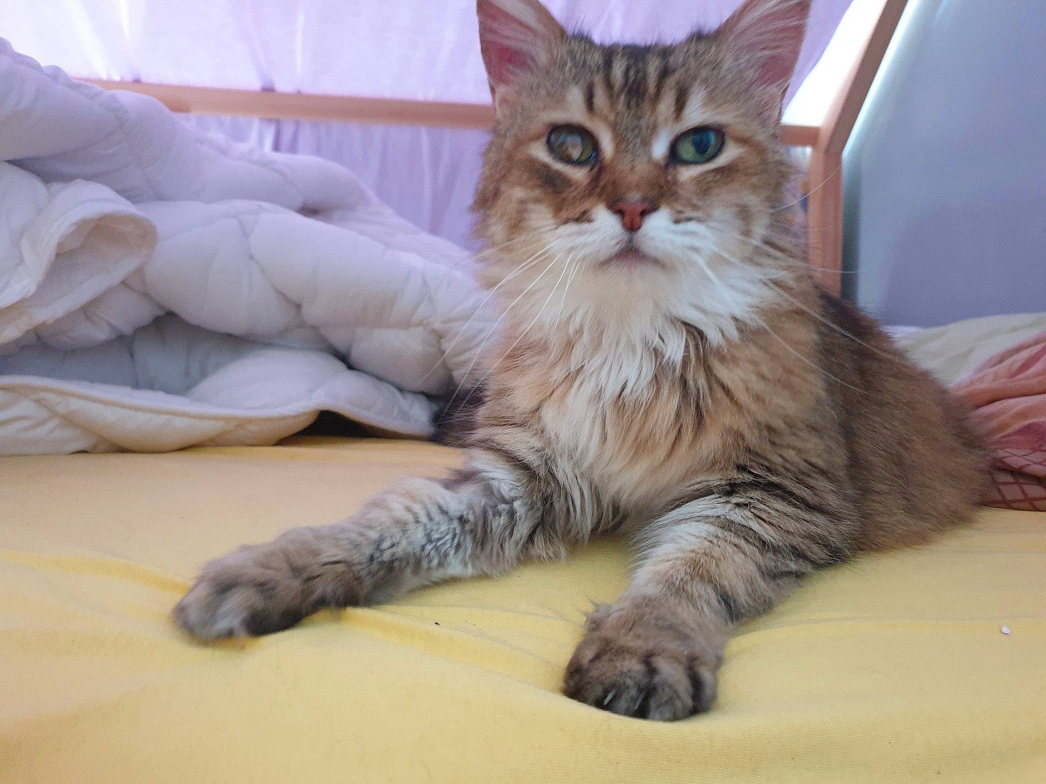 Vicky participe au concours pour gagner de l'argent avec cette photo : carnivore, cat, claw, comfort, domestic_short_haired_cat, felidae, flooring, fur, hardwood, paw, sitting, small_to_medium_sized_cats, snout, tail, terrestrial_animal, whiskers, wood