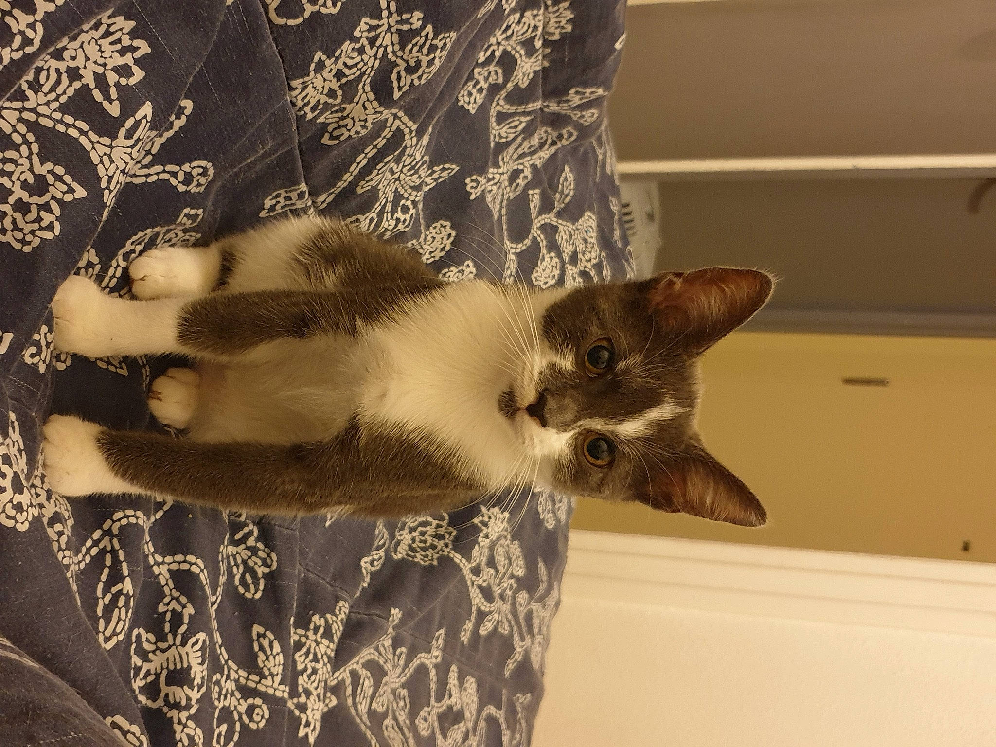 Héra a rejoint le concours — aidez-le/la à gagner de superbes lots ! balinese, carnivore, cat, domestic_short_haired_cat, eye, fawn, felidae, fur, linens, pattern, paw, room, siamese, small_to_medium_sized_cats, snout, tail, thai, visual_arts, whiskers, wood