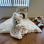 Snow is registered to the contest to win money with this photo: puppy, dog, white_fur, plush_toy, giraffe_toy, rug, floor, pet_house, milk_carton, window, wooden_floor, indoor, toy, cozy, cute, small_dog, fluffy, home, sunlight, soft_texture