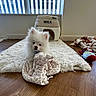 puppy, dog, white_fur, plush_toy, giraffe_toy, rug, floor, pet_house, milk_carton, window, wooden_floor, indoor, toy, cozy, cute, small_dog, fluffy, home, sunlight, soft_texture
