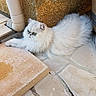 Maïki participe au concours pour gagner de l'argent avec cette photo : cat, white_cat, fluffy, green_eyes, outdoor, stone_patio, drain_pipe, wall, sunlight, relaxing, pet, animal, feline, resting, texture, corner, daylight, closeup, quiet, nature
