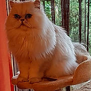 Maïki participe au concours pour gagner de l'argent avec cette photo : cat, persian_cat, fluffy, white_cat, pet, indoor, cat_tree, window, vertical_blinds, furniture, animal, cute, sitting, fur, domestic_cat, serious_expression, home, cozy, portrait, nature_outside