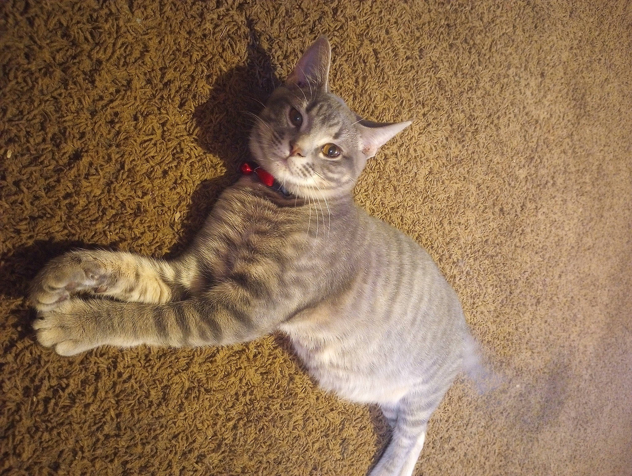 Binks joined the competition — help win amazing prizes! carnivore, cat, cat_toy, claw, domestic_short_haired_cat, fawn, felidae, fur, paw, photo_caption, small_to_medium_sized_cats, snout, tail, terrestrial_animal, whiskers, wildlife, window