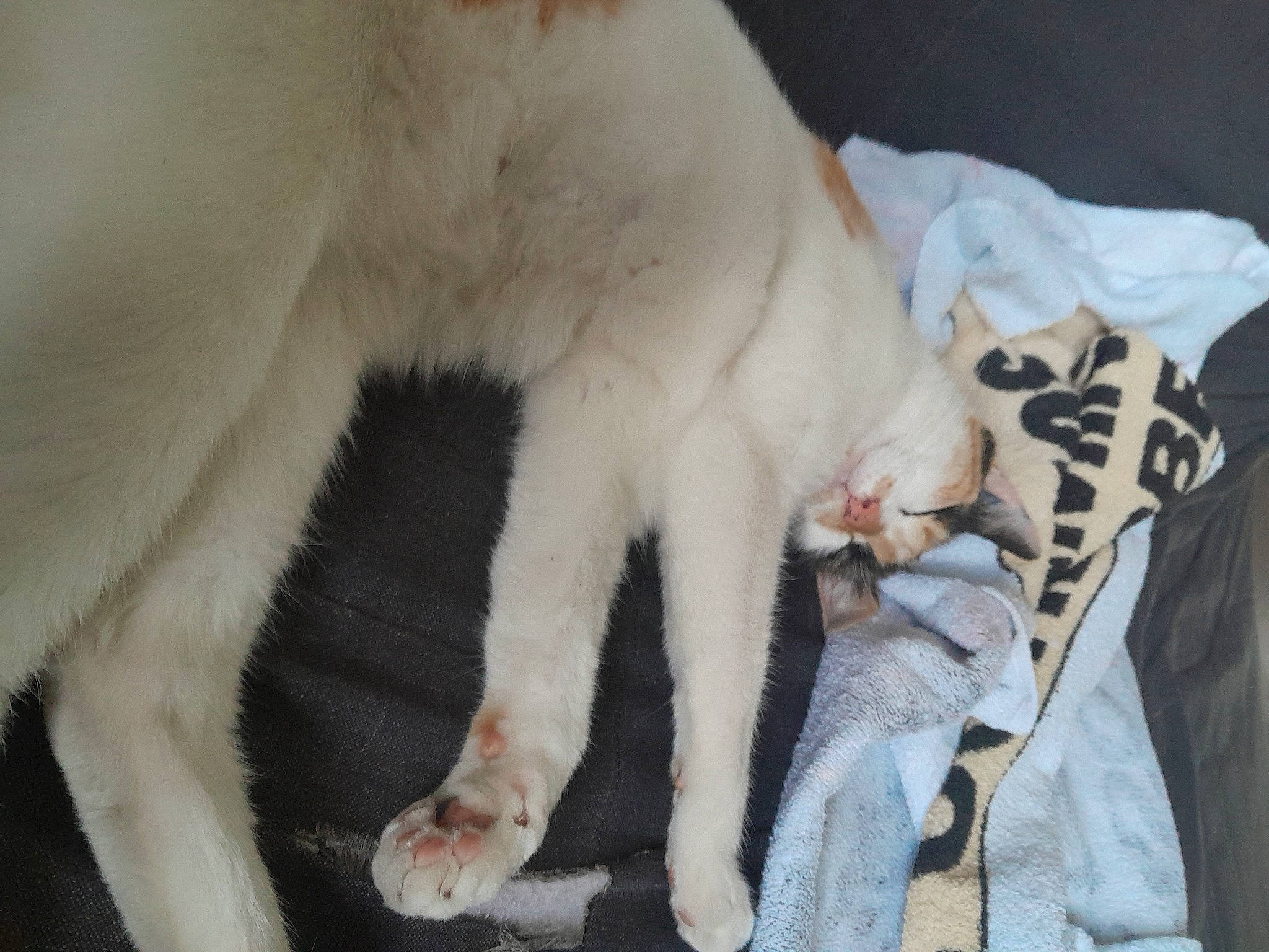 Shraavilshâ a rejoint le concours — aidez-le/la à gagner de superbes lots ! canidae, carnivore, cat, claw, comfort, dog_breed, domestic_short_haired_cat, fang, fawn, felidae, fur, mammal, paw, small_to_medium_sized_cats, snout, sporting_group, tail, terrestrial_animal, vertebrate, whiskers