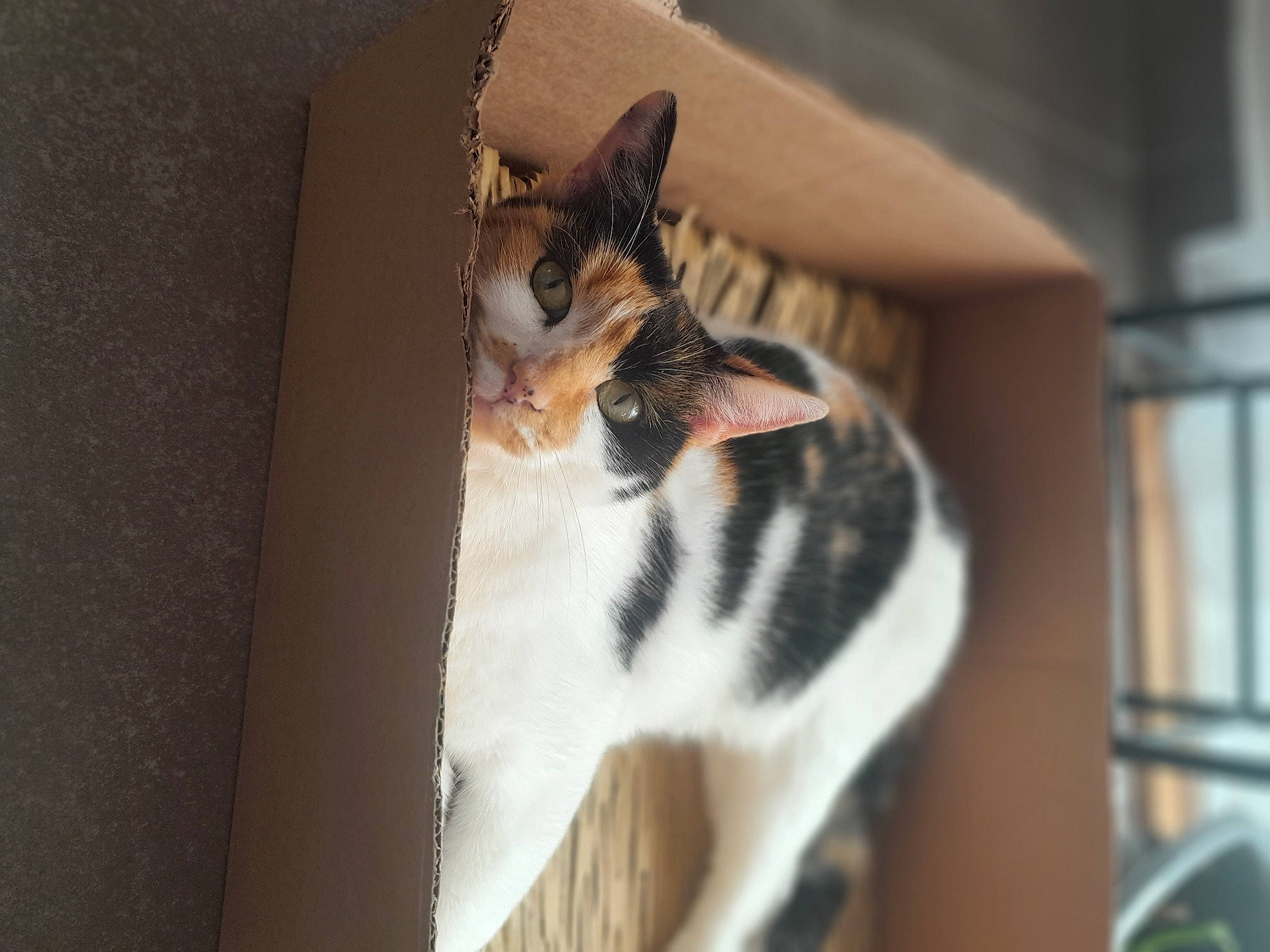 Shraavilshâ a rejoint le concours — aidez-le/la à gagner de superbes lots ! carnivore, cat, domestic_short_haired_cat, door, felidae, fur, hardwood, paw, small_to_medium_sized_cats, snout, tail, terrestrial_animal, tree, whiskers, wood