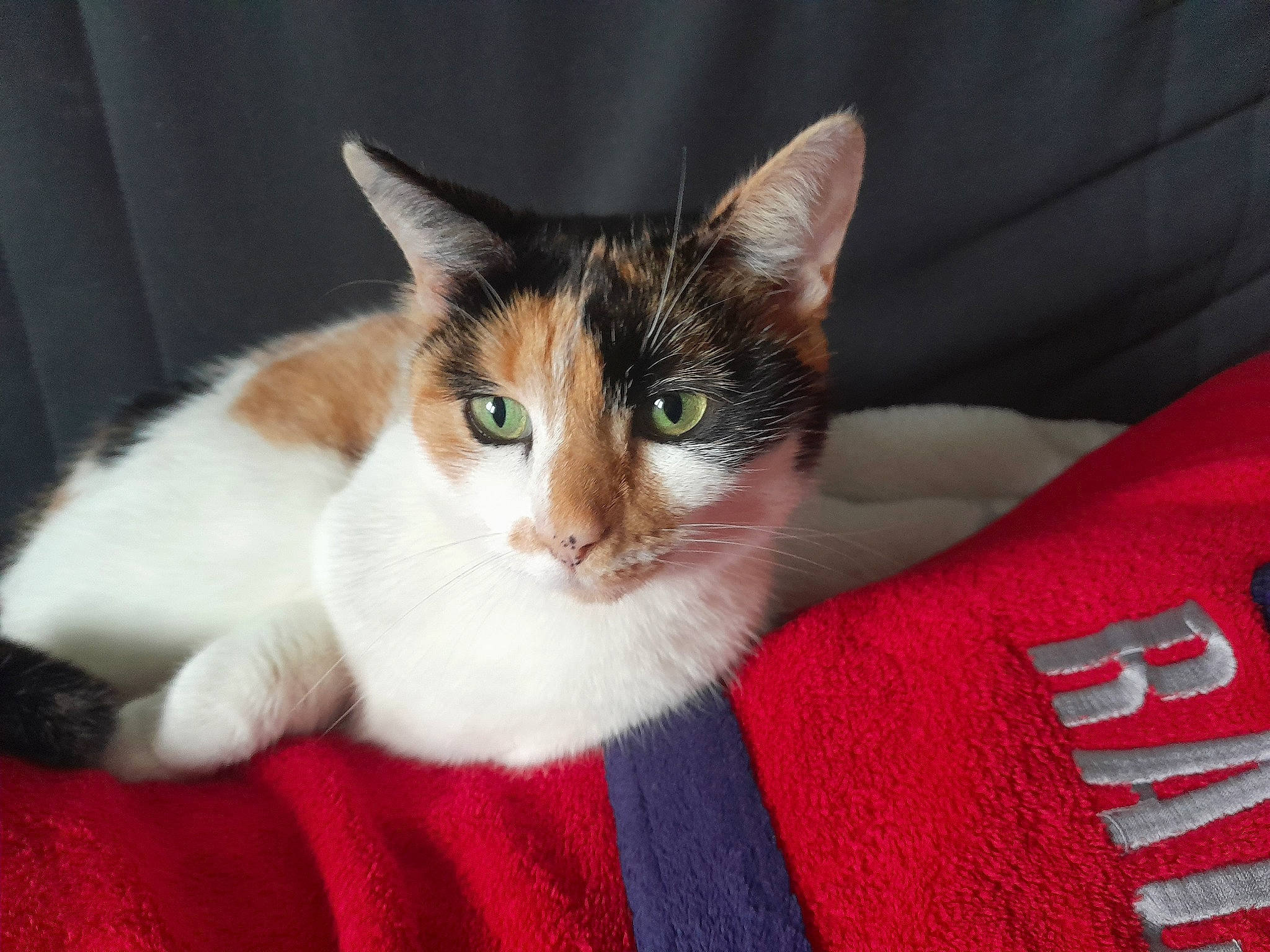 Shraavilshâ participe au concours pour gagner de l'argent avec cette photo : carnivore, cat, comfort, domestic_short_haired_cat, fawn, felidae, fur, paw, small_to_medium_sized_cats, tail, whiskers