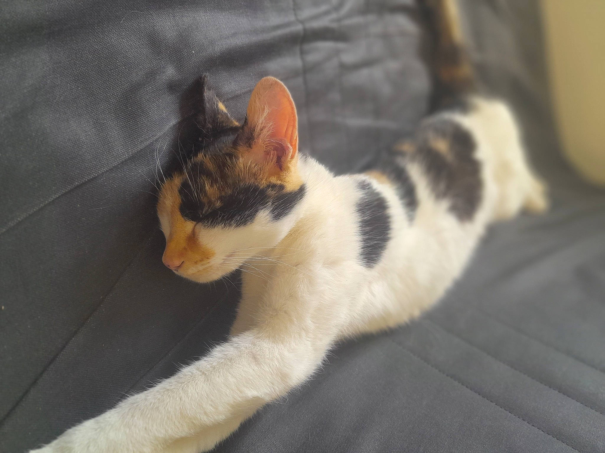 Shraavilshâ a rejoint le concours — aidez-le/la à gagner de superbes lots ! carnivore, cat, comfort, domestic_short_haired_cat, felidae, fur, paw, small_to_medium_sized_cats, tail, terrestrial_animal, whiskers, wood