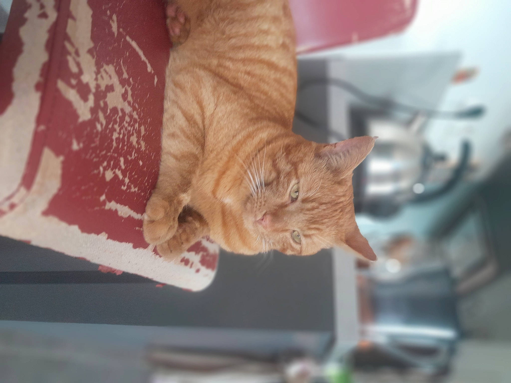 Le Roux participe au concours pour gagner de l'argent avec cette photo : carnivore, cat, chair, claw, comfort, domestic_short_haired_cat, fawn, felidae, flooring, fur, hardwood, human_leg, paw, small_to_medium_sized_cats, snout, sporting_group, tail, whiskers, window, wood