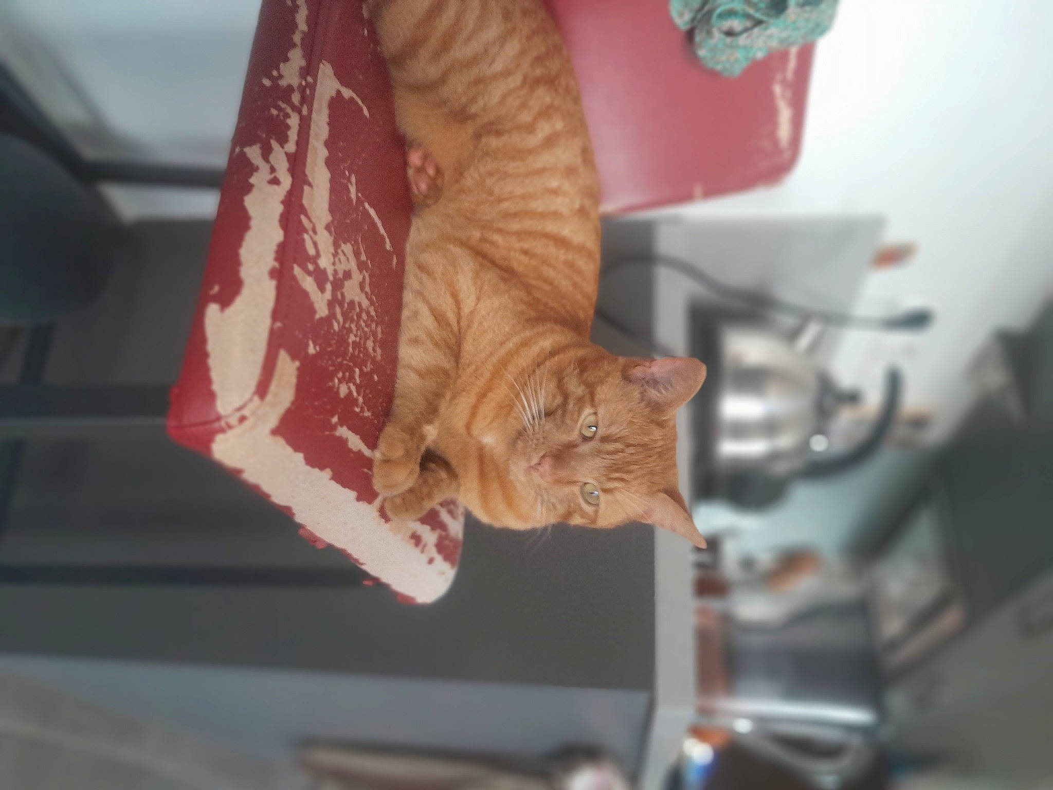 Le Roux a rejoint le concours — aidez-le/la à gagner de superbes lots ! automotive_exterior, automotive_lighting, carmine, carnivore, cat, claw, comfort, domestic_short_haired_cat, felidae, foot, fur, human_leg, nail, peach, room, small_to_medium_sized_cats, tail, vehicle_door, whiskers, wood