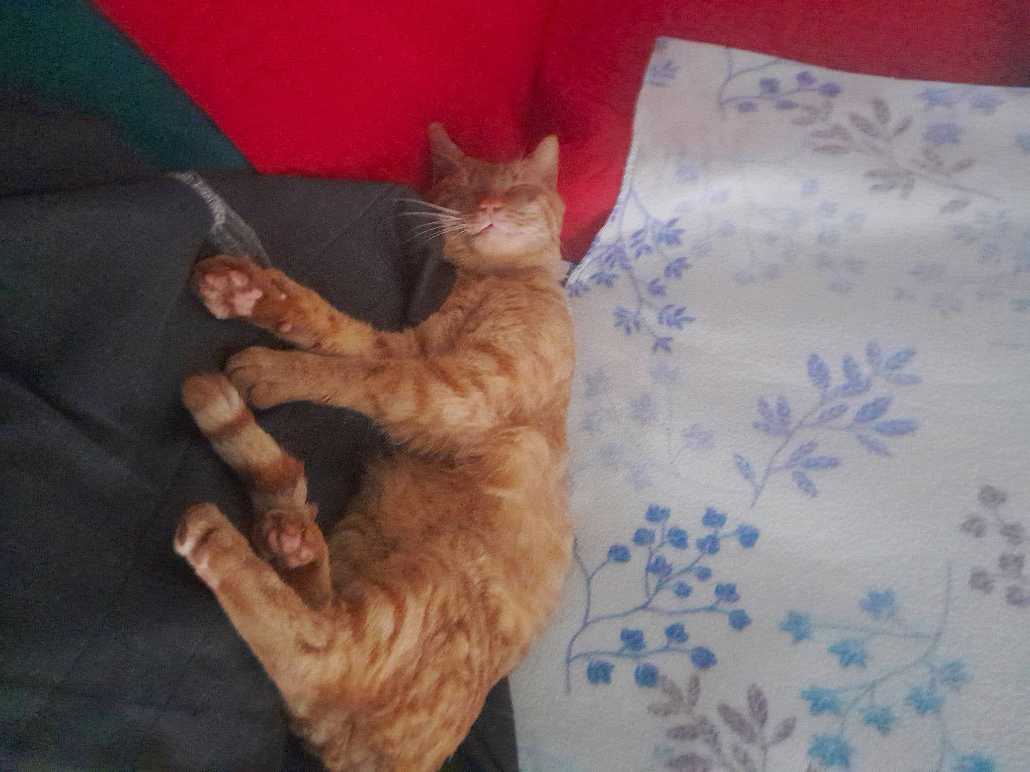 Le Roux participe au concours pour gagner de l'argent avec cette photo : bed, bedding, carnivore, cat, claw, comfort, domestic_short_haired_cat, fawn, felidae, foot, fur, gesture, human_leg, linens, nap, paw, pillow, small_to_medium_sized_cats, tail, whiskers