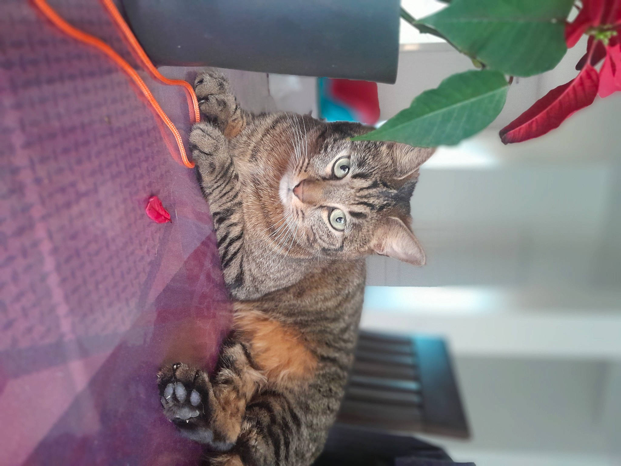 Popey a rejoint le concours — aidez-le/la à gagner de superbes lots ! carnivore, cat, claw, computer_keyboard, domestic_short_haired_cat, fawn, feather, felidae, flowerpot, fur, houseplant, paw, peripheral, plant, small_to_medium_sized_cats, snout, tail, terrestrial_animal, whiskers, wildlife