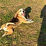 animal, ball, beagle, canine, dog, grass, hound, labradorretriever, lawn, nature, outdoors, park, pet, plant, puppy, soil, sport, tennis, tennisball, yard
