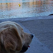 éole participe au concours pour gagner de l'argent avec cette photo : castle, clock, date, daylight, dog, golden_retriever, harbor, landscape, lock_screen, mountain, outdoor, portrait, promenade, reflection, seaside, sitting, town, travel, water, waterfront