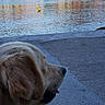 castle, clock, date, daylight, dog, golden_retriever, harbor, landscape, lock_screen, mountain, outdoor, portrait, promenade, reflection, seaside, sitting, town, travel, water, waterfront