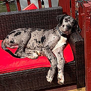 Levi is registered to the contest to win money with this photo: dog, great_dane, spotted, lounging, red_cushion, wicker_sofa, outdoor, deck, wooden_floor, red_railings, string_lights, sunny, relaxed, pet, canine, collar, daylight, resting, animal, backyard
