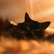 Mamou a rejoint le concours — aidez-le/la à gagner de superbes lots ! cat, black_cat, furry, whiskers, relaxed, indoor, blanket, warm_light, cozy, pet, animal, fur, sleepy, closeup, texture, soft, resting, calm, home, cute