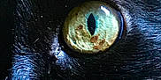 Mamou participe au concours pour gagner de l'argent avec cette photo : cat, eye, close_up, black_fur, animal, whiskers, feline, pupil, reflection, macro, pet, nature, mammal, fur, no_human, wildlife, portrait, texture, focus, detail