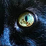 cat, eye, close_up, black_fur, animal, whiskers, feline, pupil, reflection, macro, pet, nature, mammal, fur, no_human, wildlife, portrait, texture, focus, detail