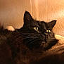 Mamou a rejoint le concours — aidez-le/la à gagner de superbes lots ! black_cat, cat, pet, feline, whiskers, fur, closeup, indoor, cozy, relaxed, animal, mammal, portrait, soft_light, texture, resting, curious, eyes, warm_light, home