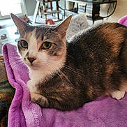 Charms is registered to the contest to win money with this photo: animal, blanket, cat, closeup, comfortable, couch, cozy, cute, domestic, feline, fur, green_eyes, home, indoor, pet, purple, relaxed, resting, soft, whiskers