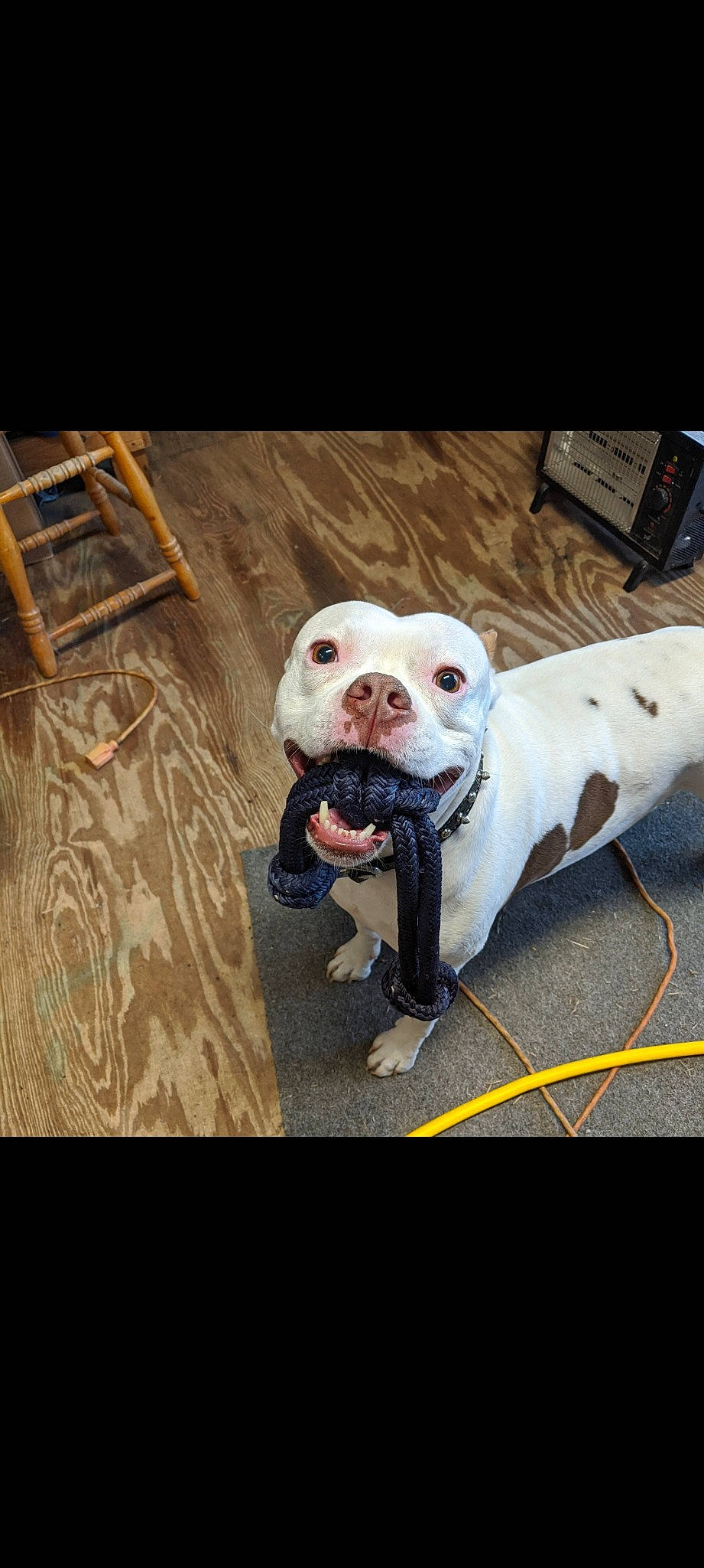 Brutus Lee is registered to the contest to win money with this photo: canidae, carnivore, collar, companion_dog, dog, dog_breed, dog_clothes, dog_collar, fawn, font, leash, metal, pet_supply, snout, sporting_group, tail, toy_dog, whiskers, wood, working_animal