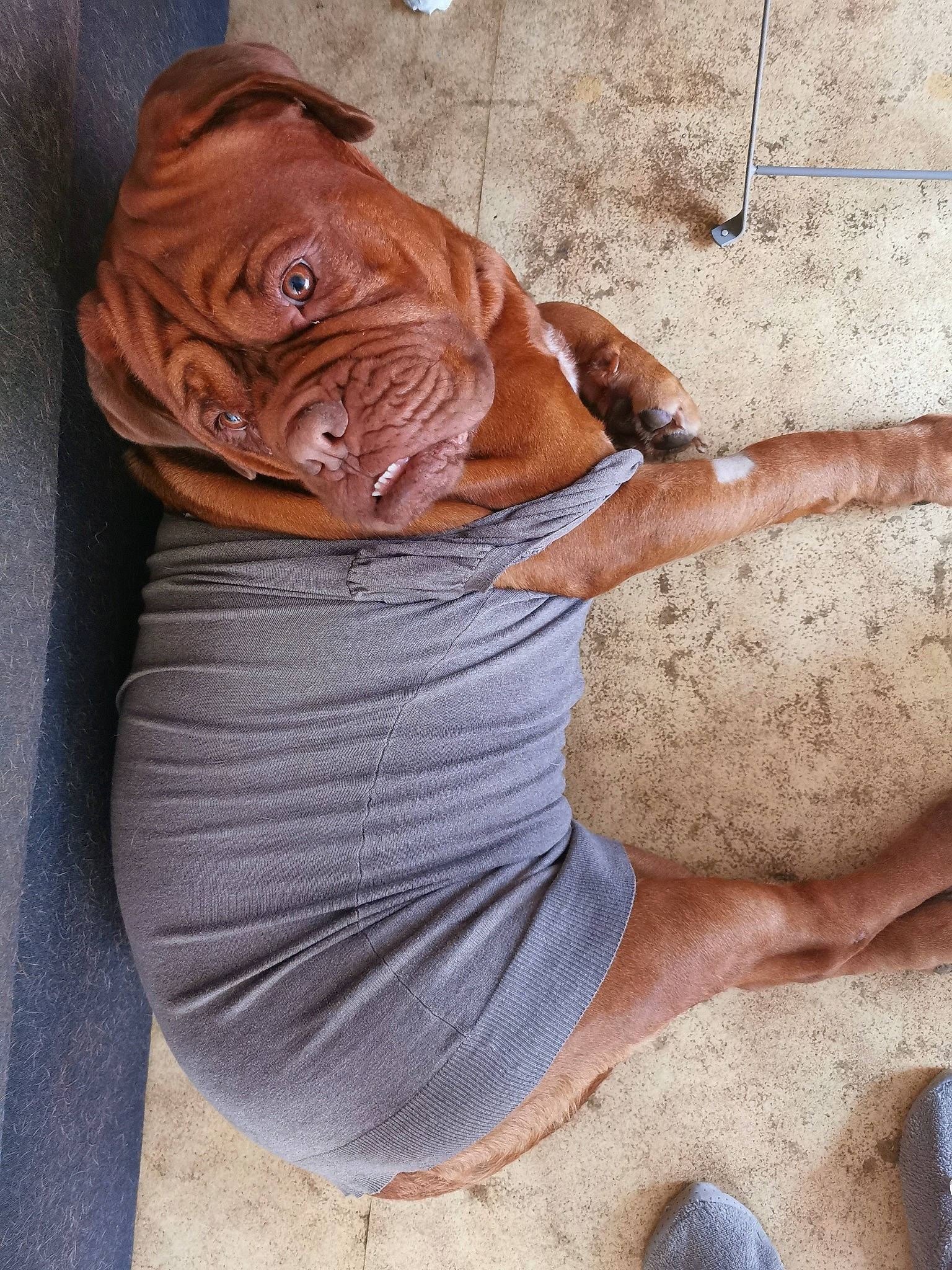 Nanou a rejoint le concours — aidez-le/la à gagner de superbes lots ! art, artifact, brick, carnivore, carving, clay, dog, fawn, flooring, foot, hat, human_leg, liver, plant, sculpture, sitting, snout, visual_arts, wood, wrinkle