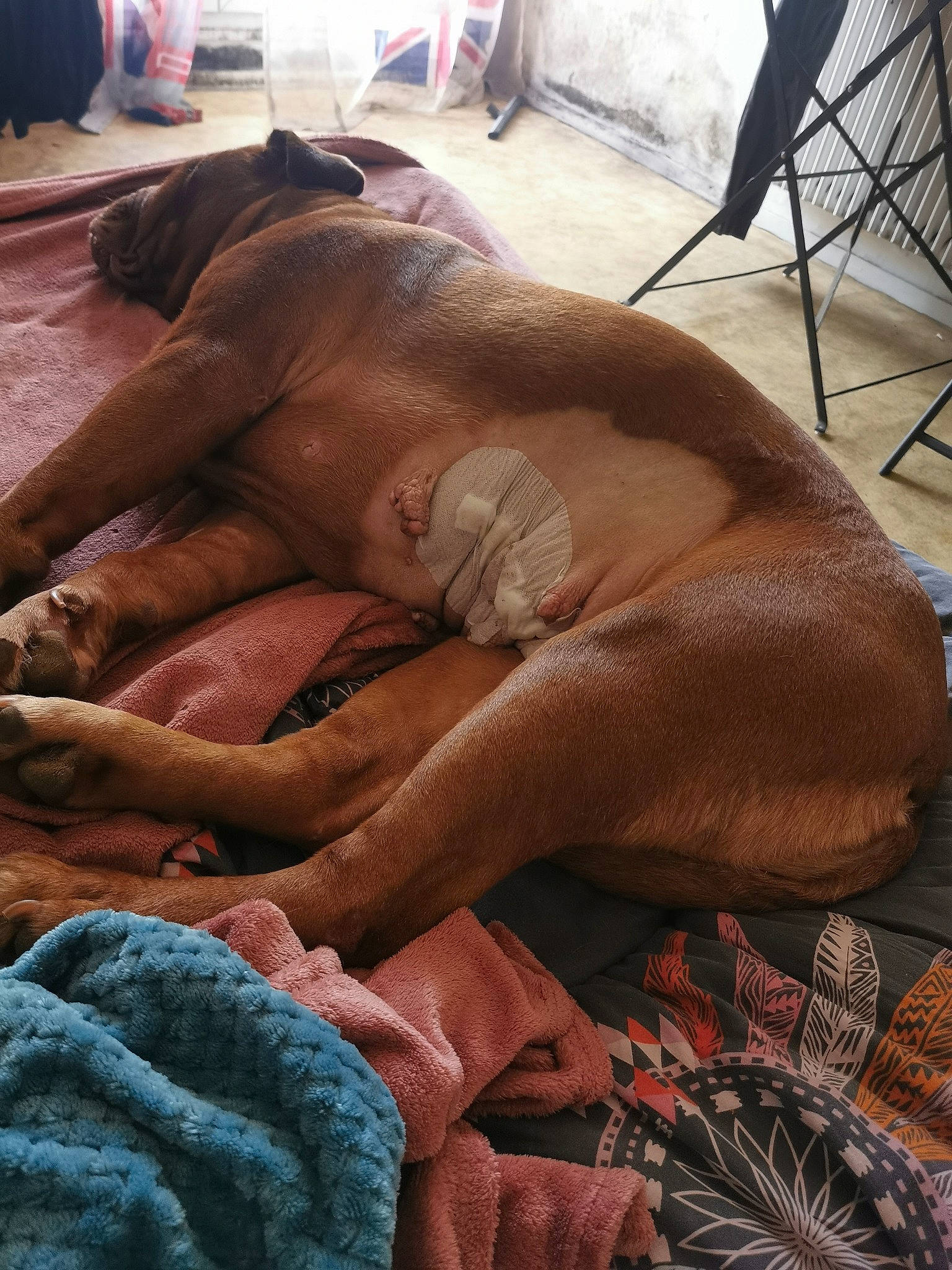 Nanou participe au concours pour gagner de l'argent avec cette photo : abdomen, barechested, brassiere, chair, chest, fashion_accessory, fawn, flesh, foot, human_leg, linens, pattern, room, soil, tattoo, textile, thigh, wood, woolen, woven_fabric